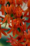 Butterfly milkweed